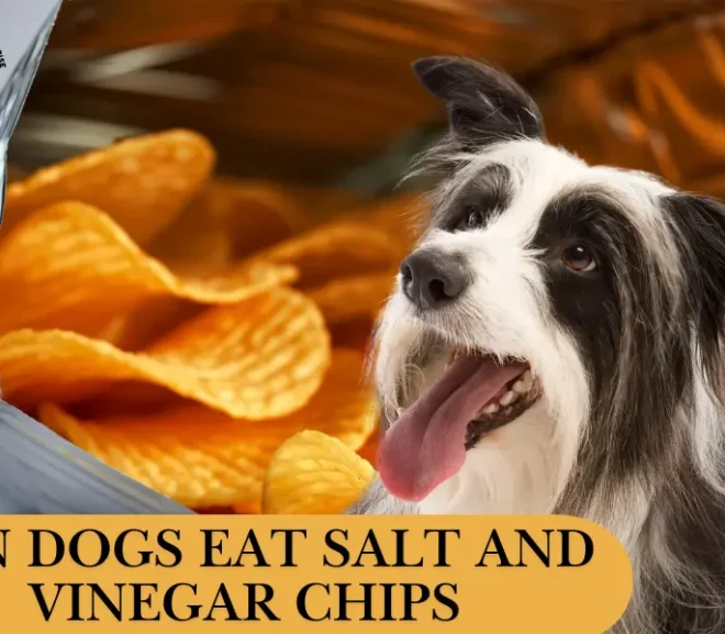 Can Dogs Eat Salt and Vinegar Chips? Learn the Truth and Keep Your Pet Safe!