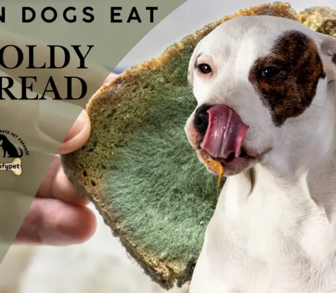Can Dogs Eat Moldy Bread? Warning Signs That Could Save Your Dog Life!