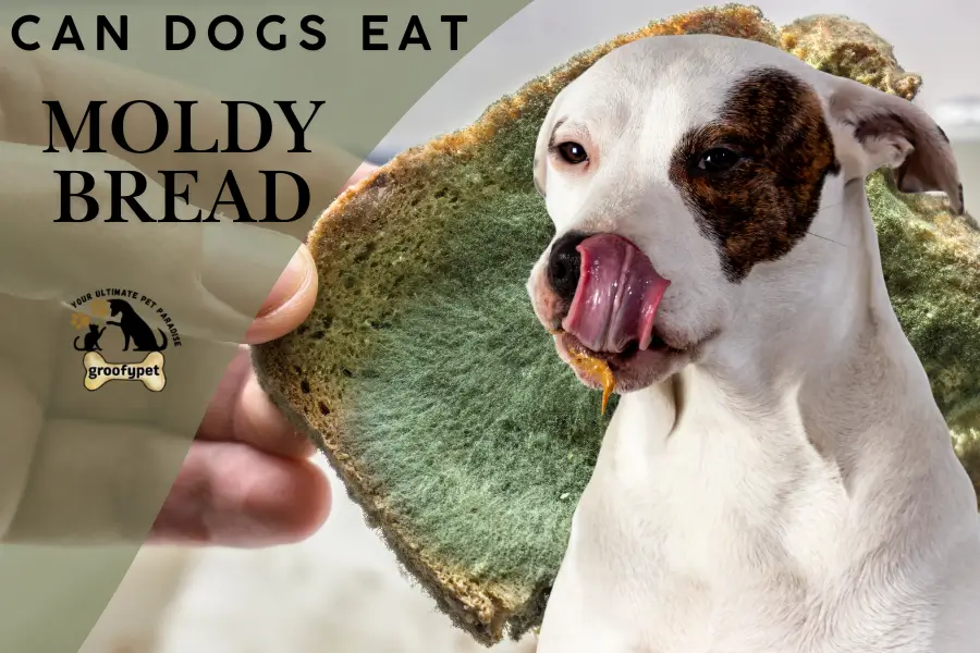 can dogs eat moldy bread