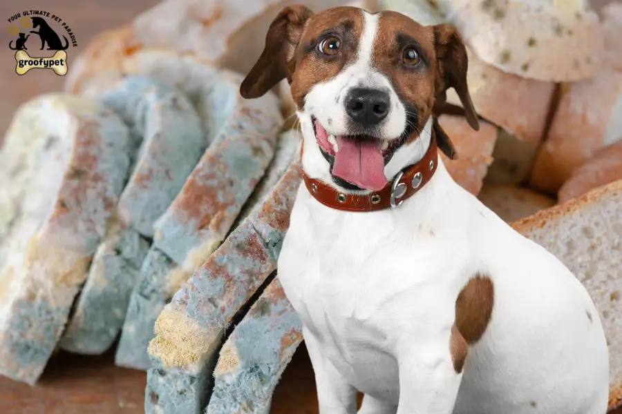 can dogs eat moldy bread