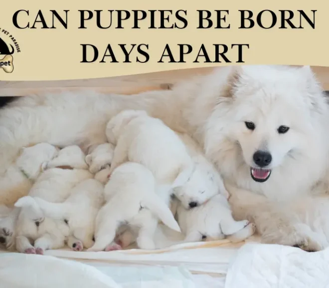 Can Puppies Be Born Days Apart? Don’t Panic Until You Read This!