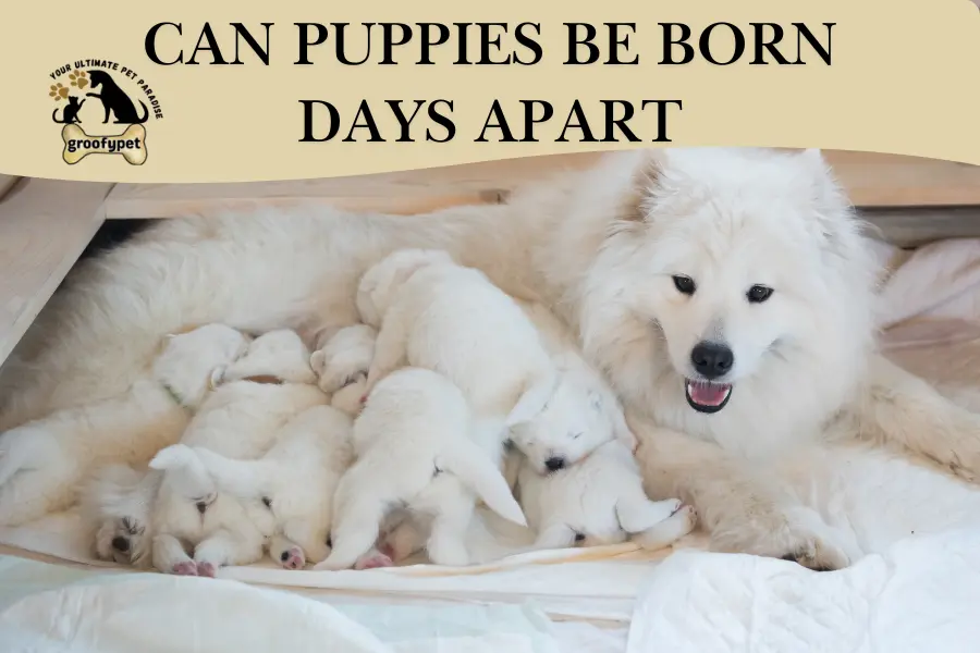 can puppies be born days apart