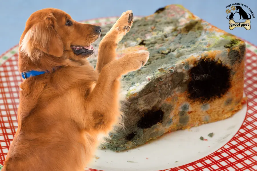 can dogs eat moldy bread