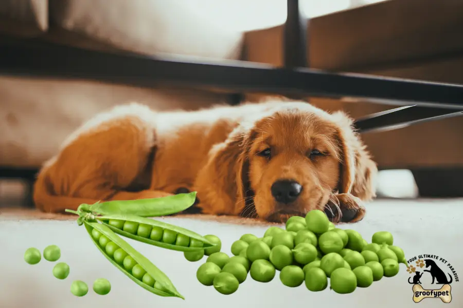 can dogs eat green pigeon peas