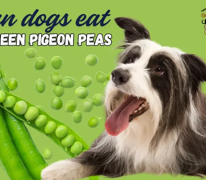 Can Dogs Eat green Pigeon Peas? Important Safety Tips Every Owner Should Know!