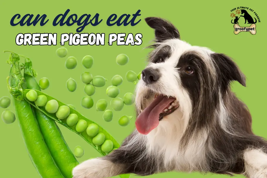 can dogs eat green pigeon peas