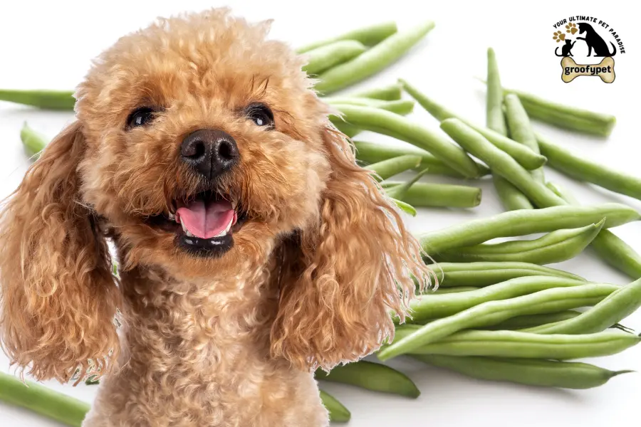can dogs eat green pigeon peas
