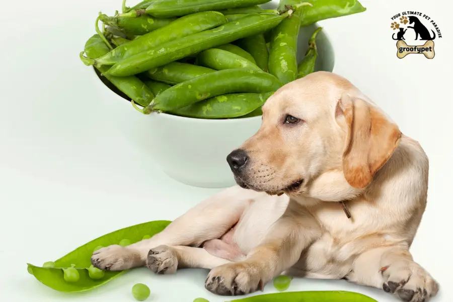 can dogs eat green pigeon peas