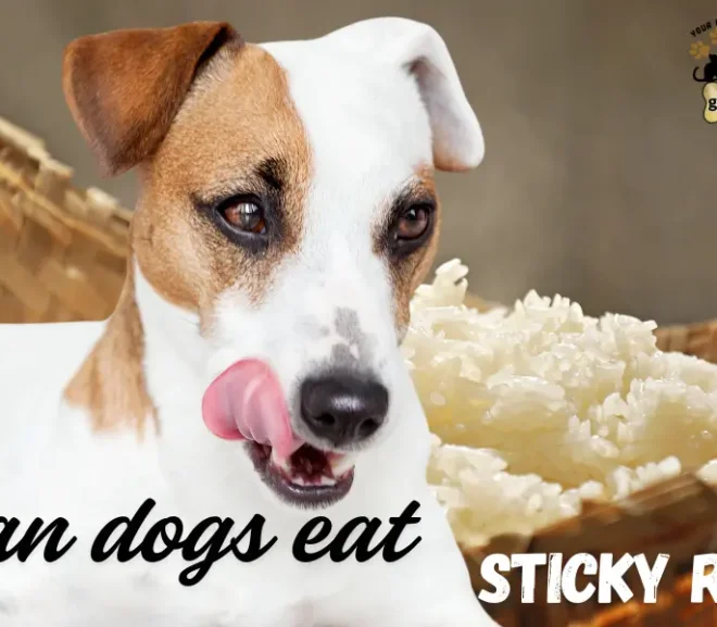 Can Dogs Eat Sticky Rice? Safe Feeding Tips for Dog Owners!