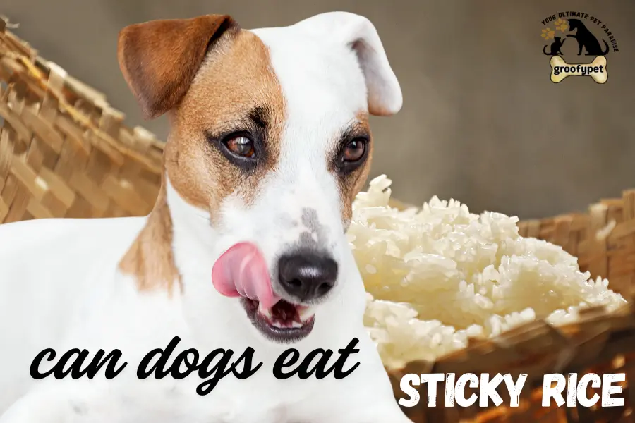 can dogs eat sticky rice