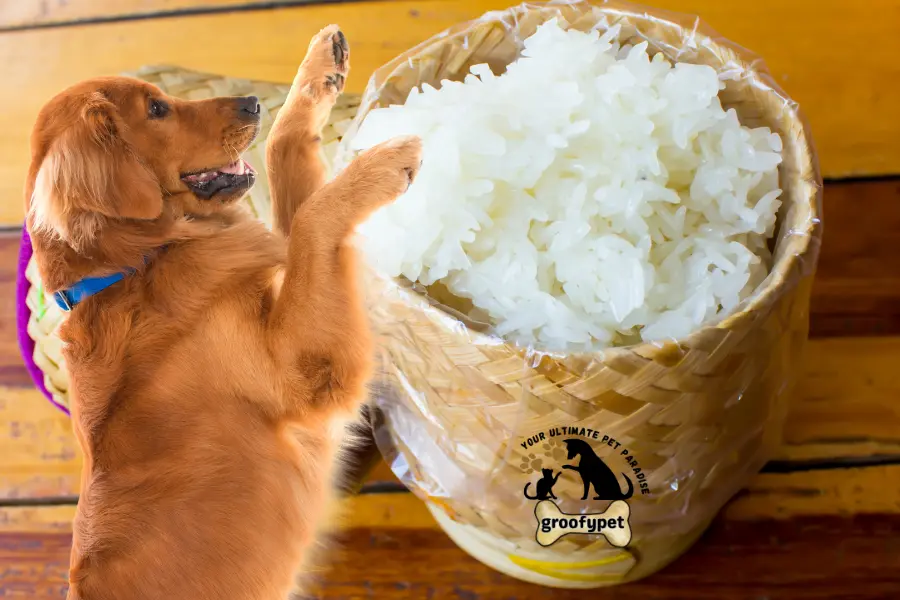 can dogs eat sticky rice