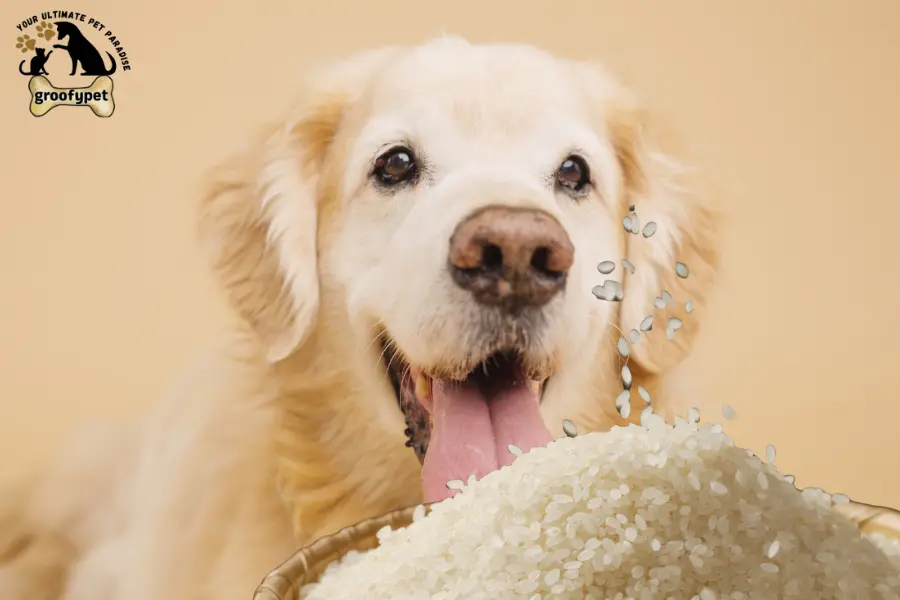 can dogs eat sticky rice