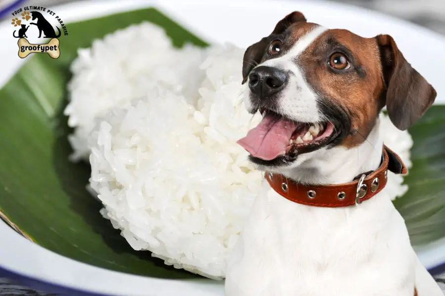 can dogs eat sticky rice