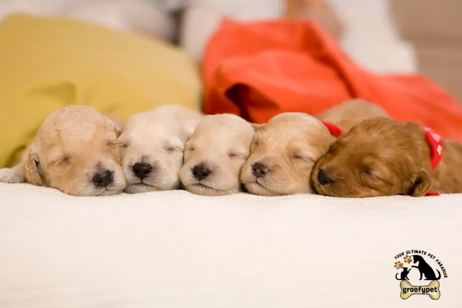 can puppies be born days apart