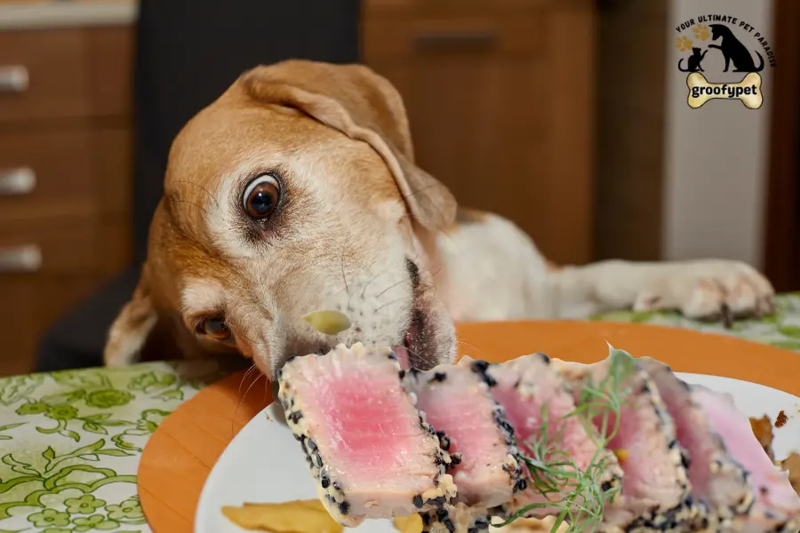 can dogs eat ahi tuna