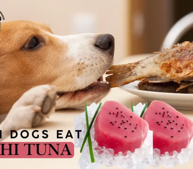 Can Dogs Eat Ahi Tuna? A Caring Guide For Worried Pet Parents!