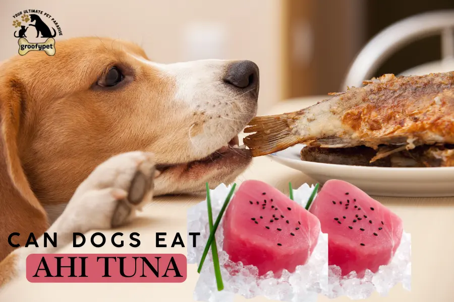 can dogs eat ahi tuna