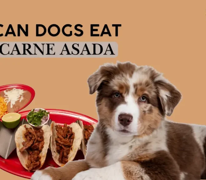 Can Dogs Eat Carne Asada? Simple Safety Tips You Cannot Ignore!