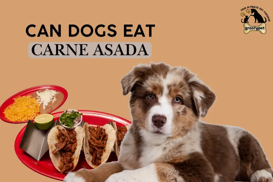 can dogs eat carne asada
