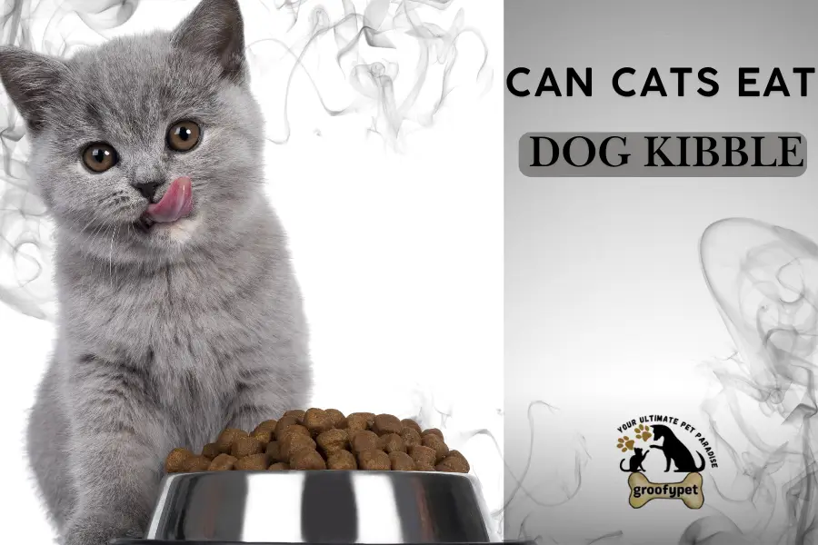 can cats eat dog kibble