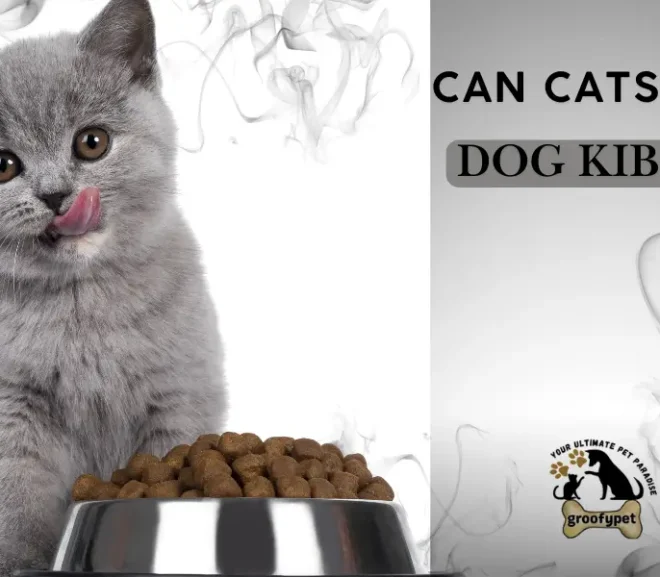 Can Cats Eat Dog Kibble? A Caring Guide for Worried Pet Parents!