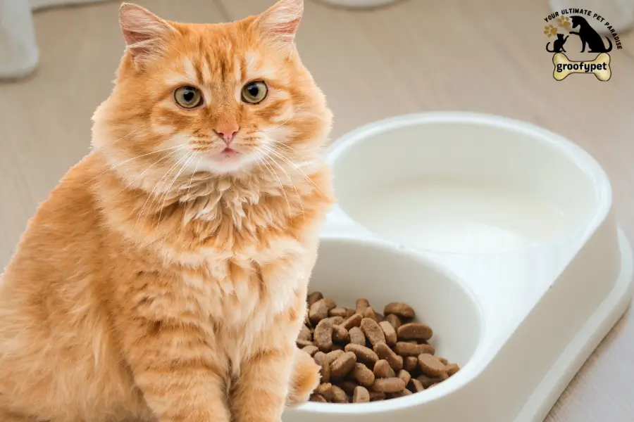 can cats eat dog kibble