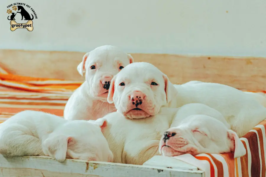 can puppies be born days apart