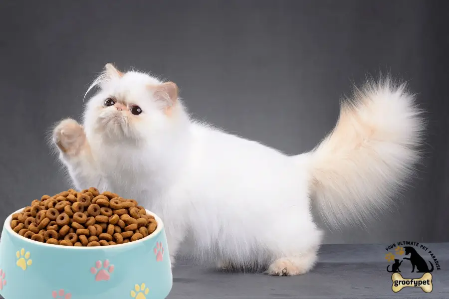 can cats eat dog kibble