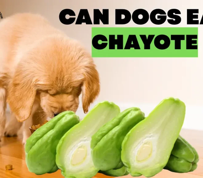 Can Dogs Eat Chayote? The Surprising Health Benefits for Your Pup!