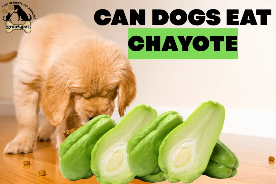 can dogs eat chayote