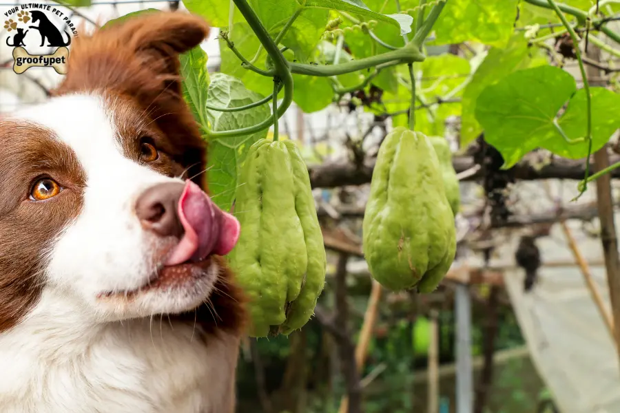 can dogs eat chayote