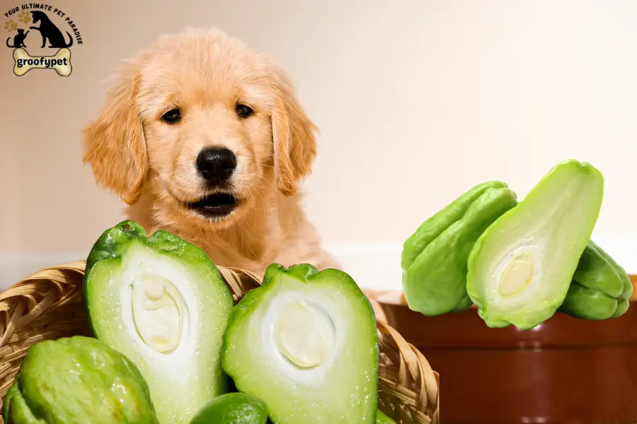 can dogs eat chayote