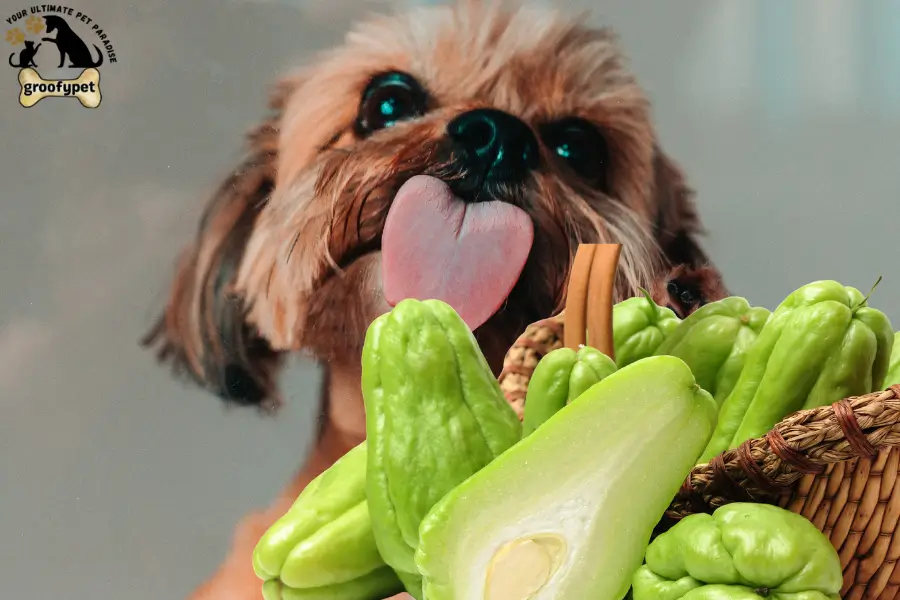can dogs eat chayote