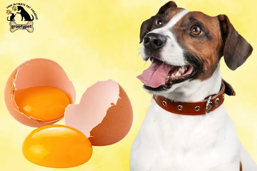 can dogs eat egg white or yolk