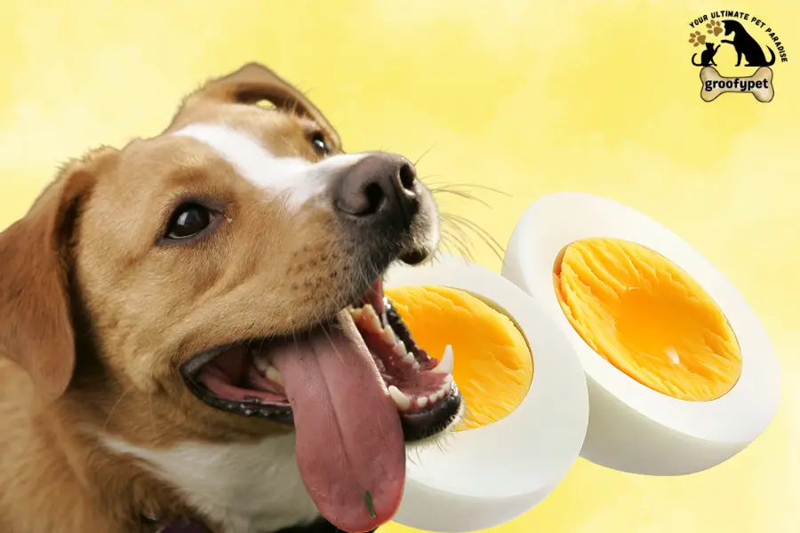 can dogs eat egg white or yolk