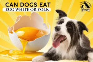 can dogs eat egg white or yolk