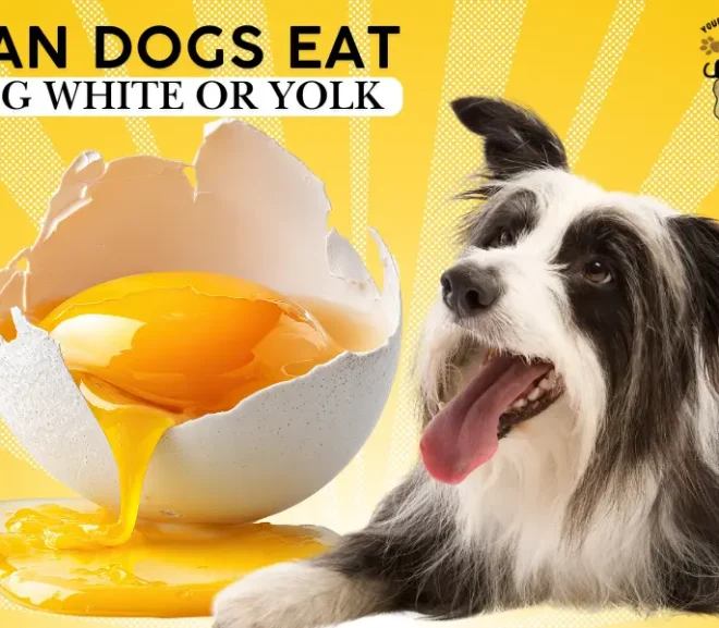 Can Dogs Eat Egg White or Yolk? Benefits, Risks, and Expert Feeding Tips!