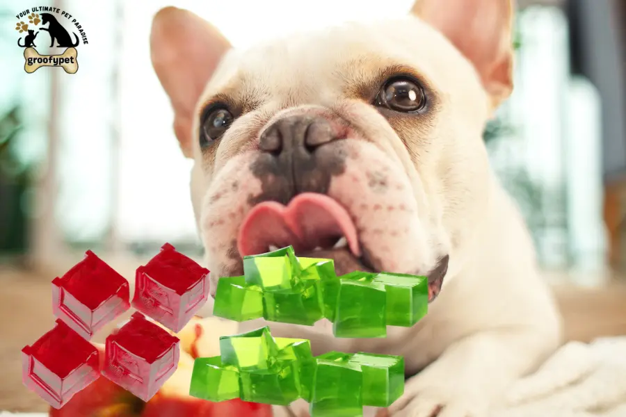 can dogs eat jello