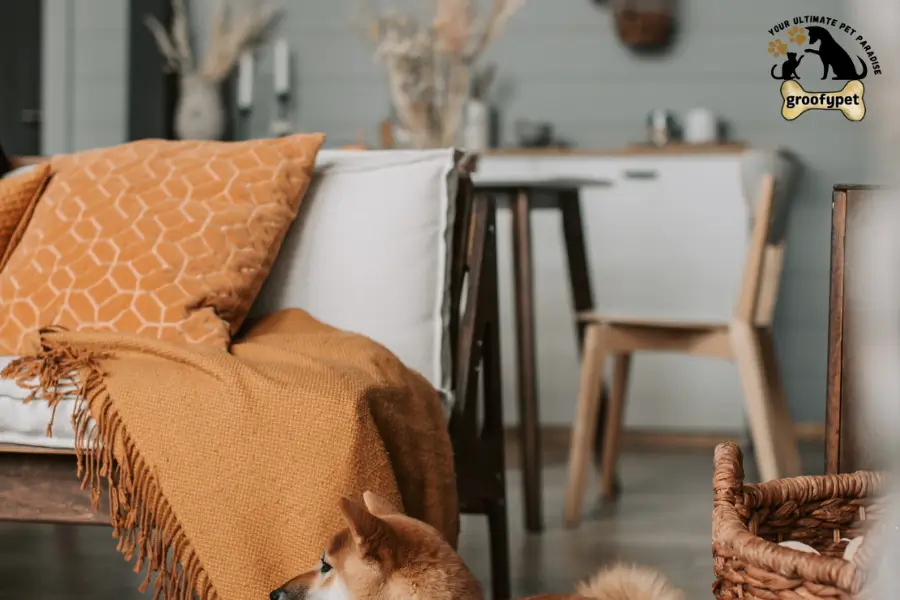 dog skin allergy treatment at home