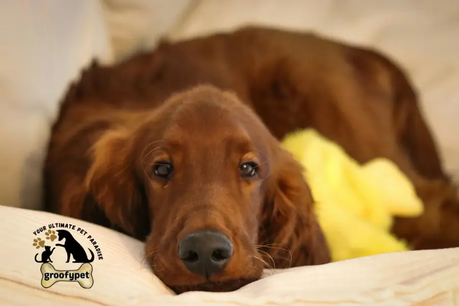 dog skin allergy treatment at home