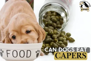 can dogs eat capers