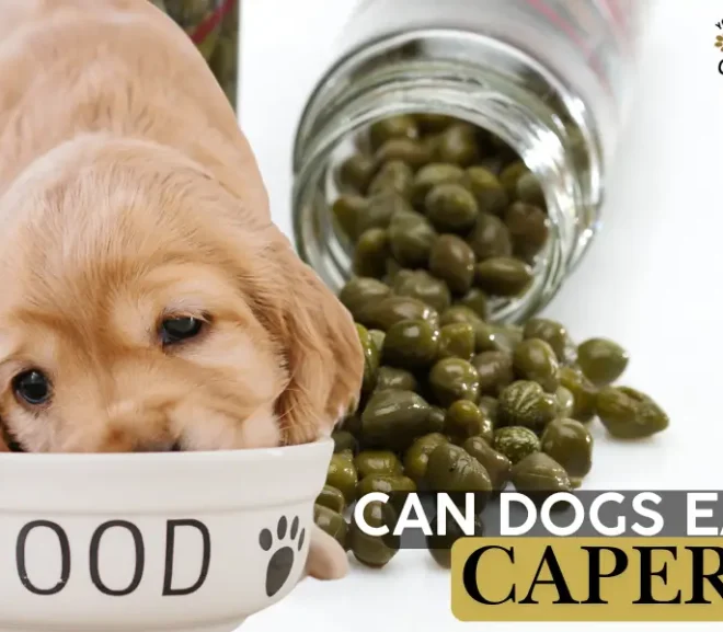 Can Dogs Eat Capers? A Caring Guide to Keep Your Pup Safe and Happy!