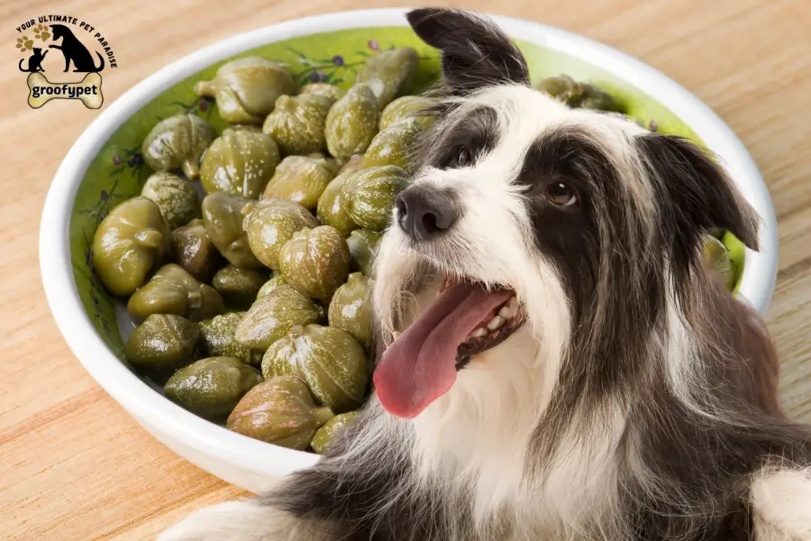 can dogs eat capers