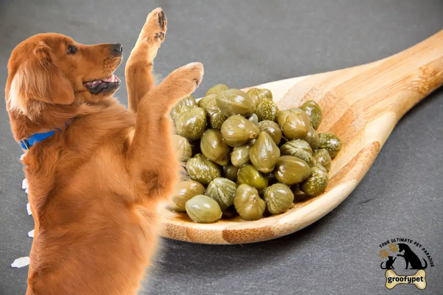 can dogs eat capers
