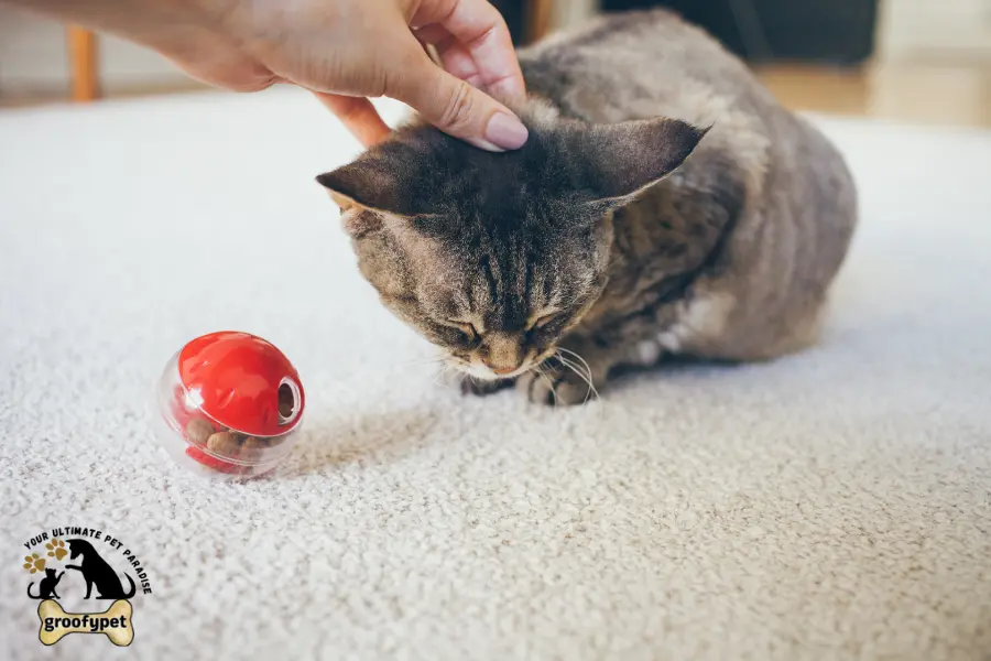 when do kittens balls drop