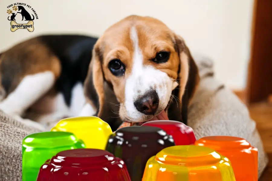 can dogs eat jello
