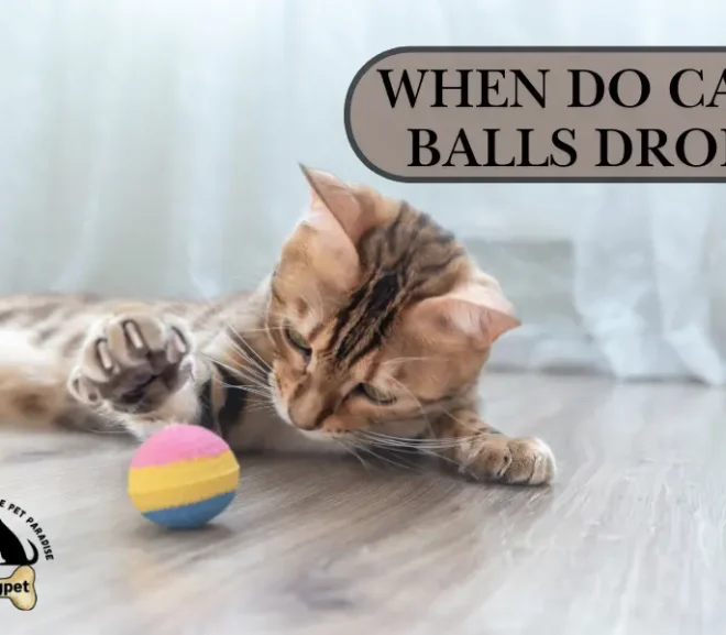 when do kittens balls drop? simple signs that show your kitten is healthy!