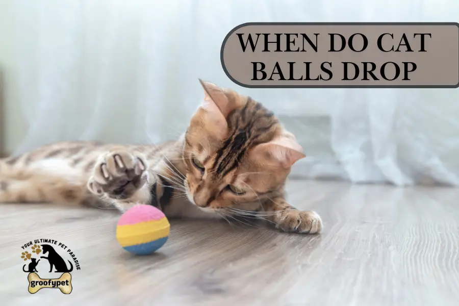 when do kittens balls drop