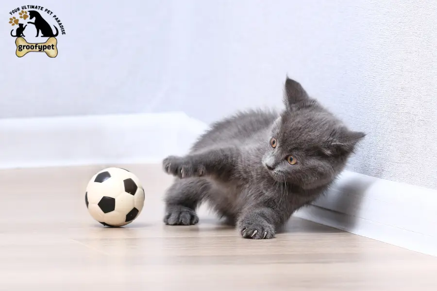 when do kittens balls drop