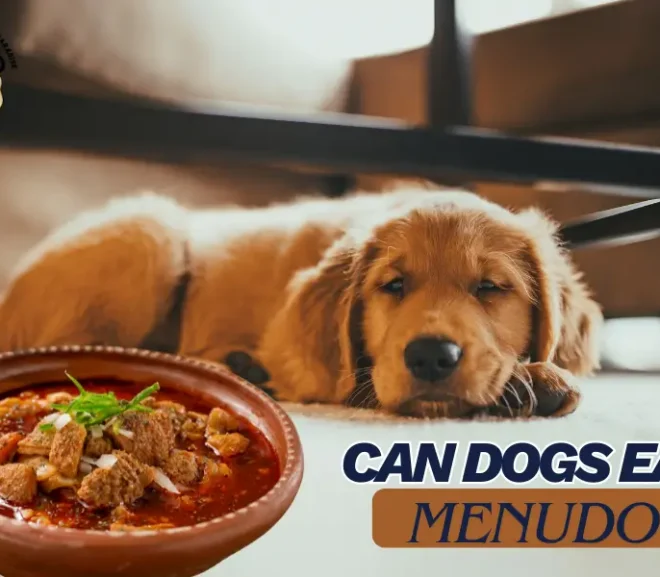 Can Dogs Eat Menudo? The Caring Guide Every Dog Parent Needs Today!